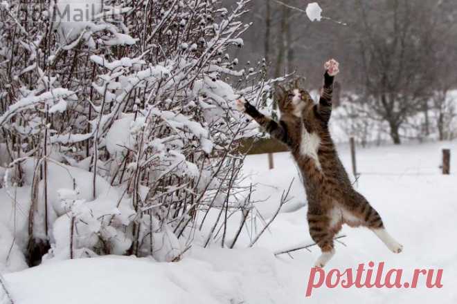 Котик ловит снежок)