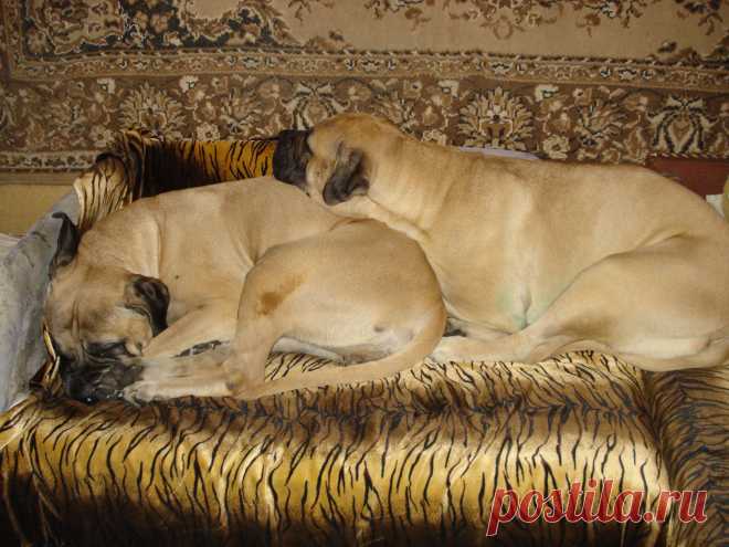 Спяяят  устааалые  мастифы....