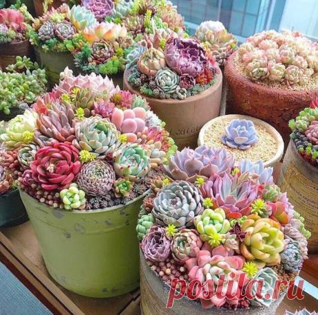 Красочныe суккулeнты 😍