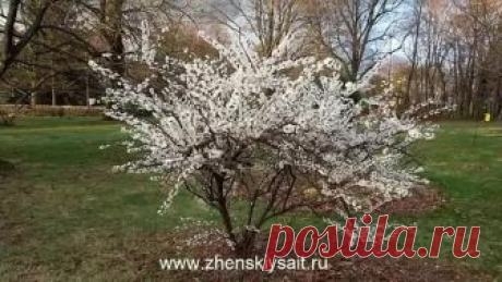 Если вишня не плодоносит и капризничает