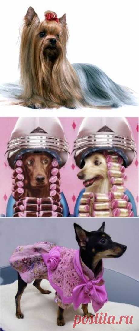 Собаки такие же кокетки и модницы как и мы:).