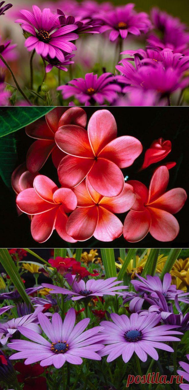 40 Beautiful Flower Wallpapers for your desktop