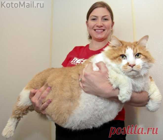 Большой любитель ласки