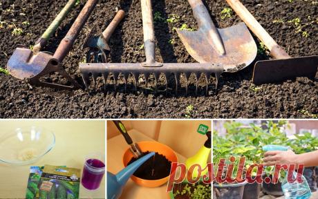 Раствор марганцовки: как применять в саду и огороде и чем его заменить | Дела огородные (Огород.ru)