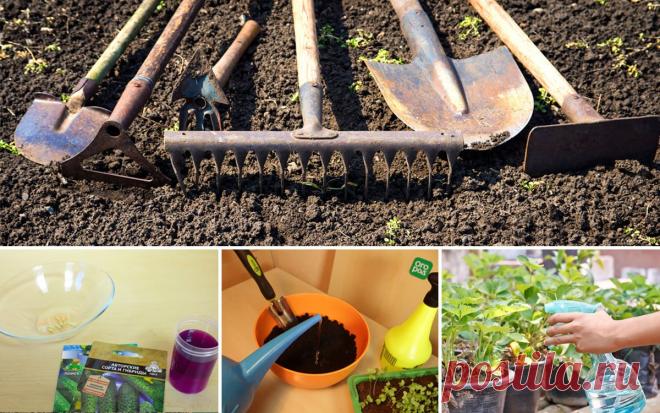 Раствор марганцовки: как применять в саду и огороде и чем его заменить | Дела огородные (Огород.ru)