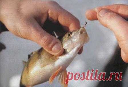 Старое и новое 

Уральский мормышечник Игорь Носов из города Богданович не довольствуется достигнутым, а все время пополняет свой ассортимент.
Хорошо забытое старое
Иногда кто-нибудь из знакомых рыболовов просит мен…