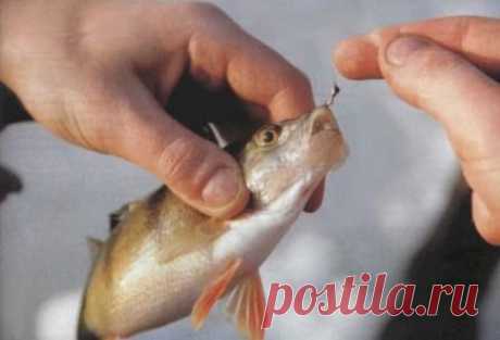 Старое и новое 

Уральский мормышечник Игорь Носов из города Богданович не довольствуется достигнутым, а все время пополняет свой ассортимент.
Хорошо забытое старое
Иногда кто-нибудь из знакомых рыболовов просит мен…