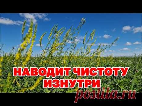 НЕТ СИЛЬНЕЕ ТРАВЫ ДЛЯ ЧИСТЫХ СОСУДОВ ЗДОРОВОЙ ПЕЧЕНИ ЧУДЕСНЫЕ СВОЙСТВА ДОННИКА‪@natureMarusya‬