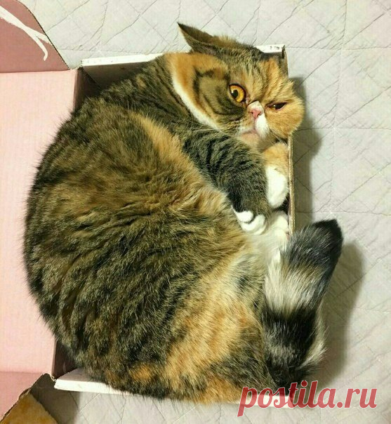 И тут Барсик осознал, что он уже не котёнок, а времечко-то летит...