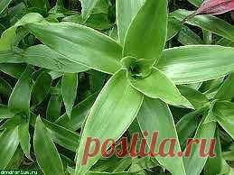 Золотой ус - домашний женьшень