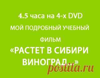 Посадка винограда. Урок 13. Защита винограда - Виноград - Полезная информация - Виноград Сибири и Урала.