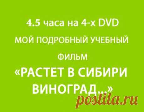Посадка винограда. Урок 14. Удобрение виноградника - Виноград - Полезная информация - Виноград Сибири.