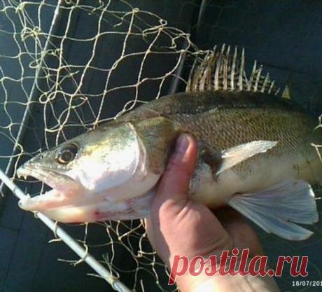 Зачем спиннингисту булавка