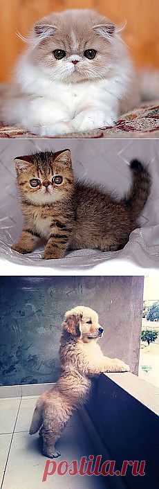 Мои подписки | Постила.ru