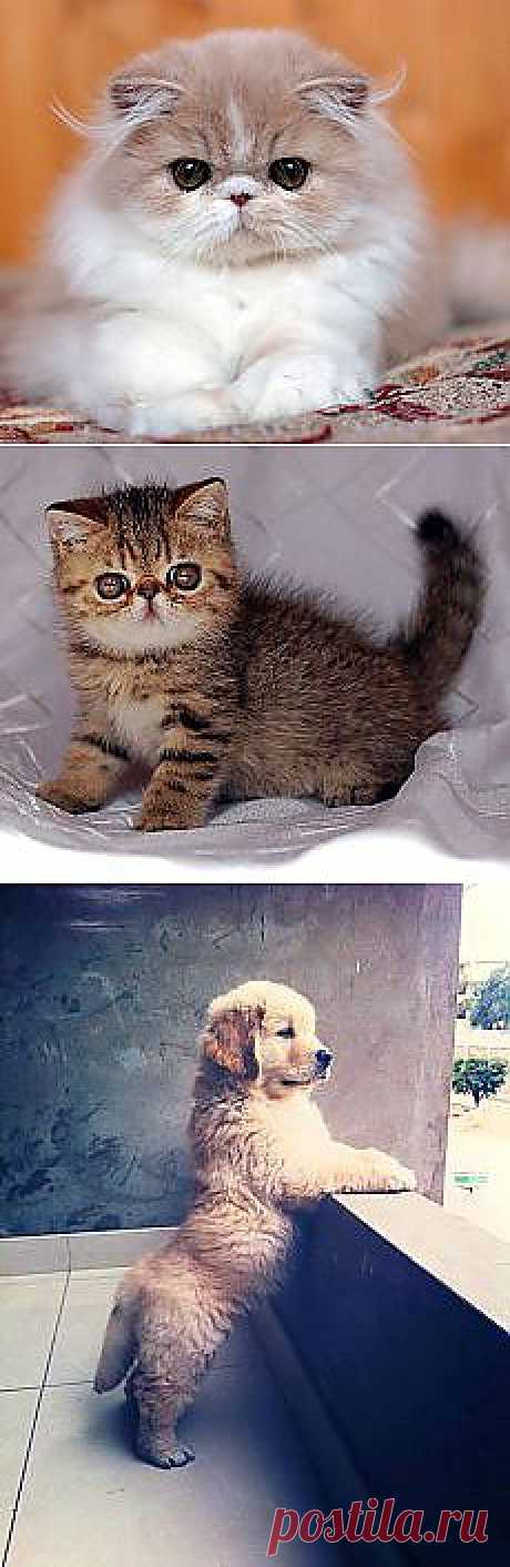 Мои подписки | Постила.ru