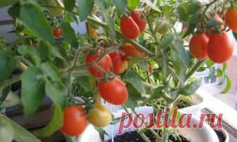 Помидоры на подоконнике