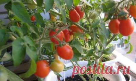 Помидоры на подоконнике