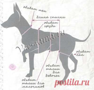 Снятие мерок с собаки - Вязание для собак