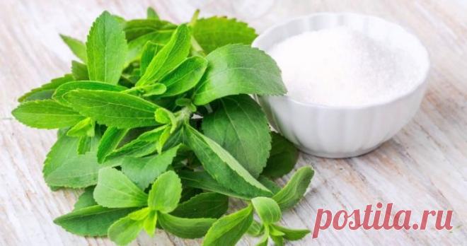 Как избавиться от никотиновой и алкогольной зависимости благодаря одному растению!