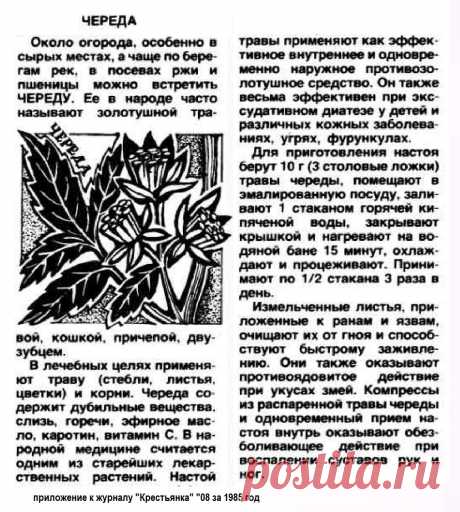 Череда лечит