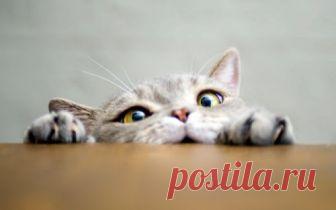 4 способа справиться с линькой питомца — подборка в Журнале Маркета