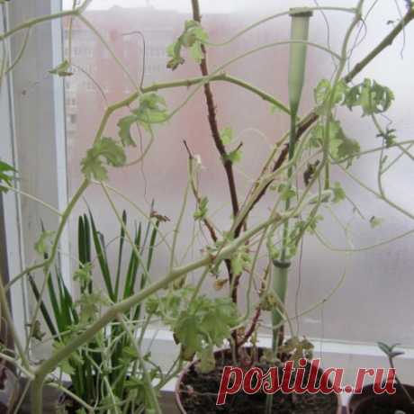 Не растет герань, чахнет. В чем может быть причина?