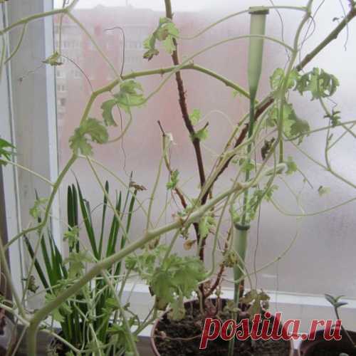 Не растет герань, чахнет. В чем может быть причина?