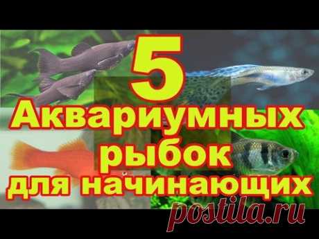5 неприхотливых аквариумных рыбок для начинающих - YouTube
