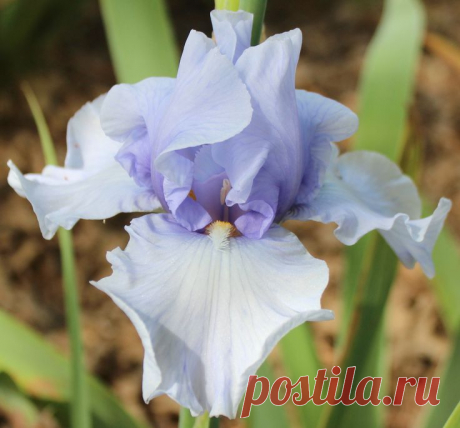 TB Iris germanica 'Flair' (Gatty, 1975)  |  Найдено на сайте bluebirdhavenirisgarden.com.