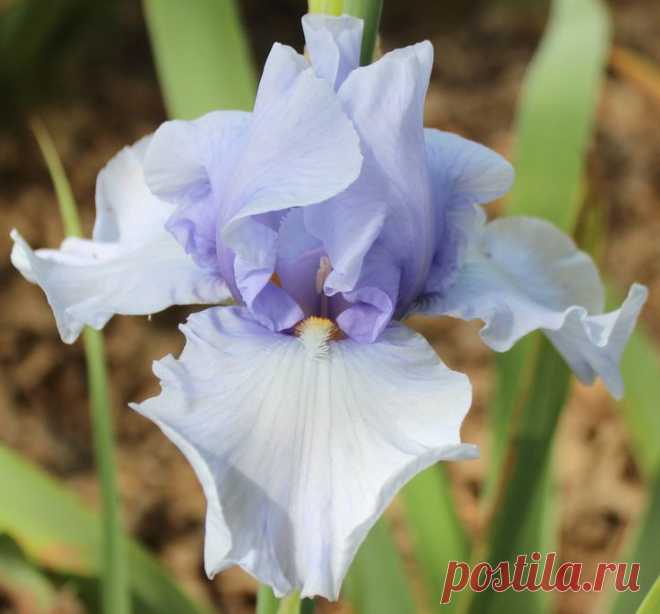 TB Iris germanica 'Flair' (Gatty, 1975)  |  Найдено на сайте bluebirdhavenirisgarden.com.