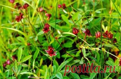 САБЕЛЬНИК / Популярная медицина