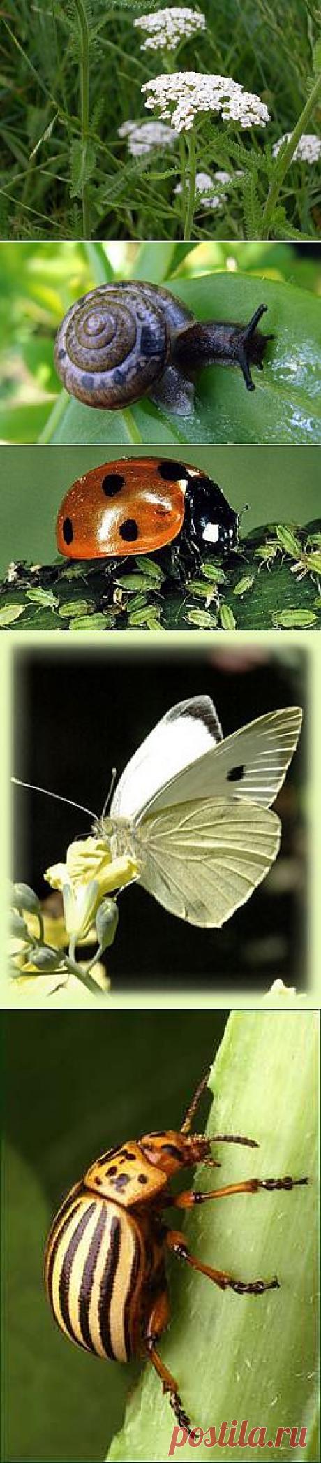 Вредители разные | Записи в рубрике Вредители разные | Дневник Ануфриев Алекс