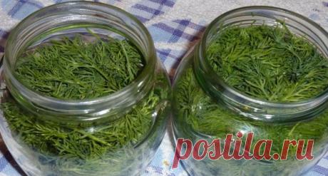 Как сохранить свежий укроп не замораживая: метод, которым пользуюсь всегда