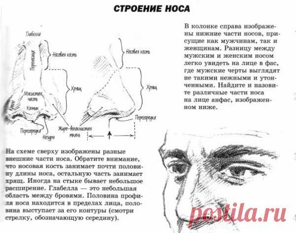 Рисуем человека. Очень много полезной информации