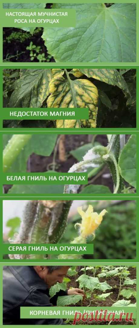 Архивы Болезни огурца - TEPLICHNIKI.RU | ВЫРАЩИВАНИЕ ОГУРЦОВ И ТОМАТОВ В ТЕПЛИЦЕ