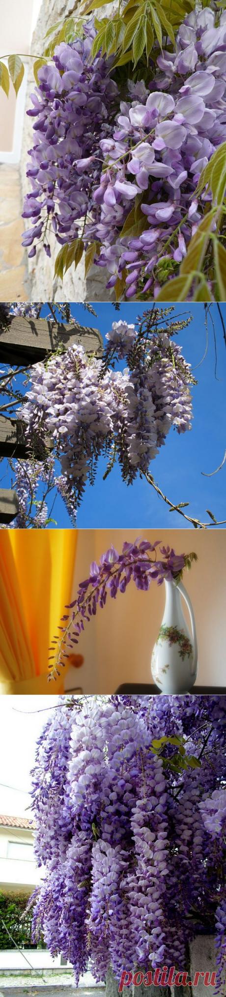 ПРЕКРАСНАЯ ГЛИЦИНИЯ | Самоцветик