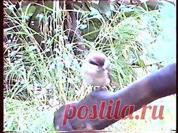 Видео в рубрике: "Наши домашние животные"