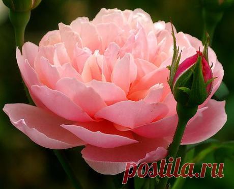 gmg06 — «куин оф свиден» на Яндекс.Фотках