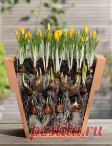 Посадка луковичных цветов осенью — тюльпаны нарциссы гиацинты | Мои Идеи Для Дачи и Сада