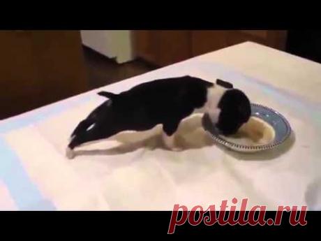 Этот пушистенький комочек заставит вас смеяться от всей души