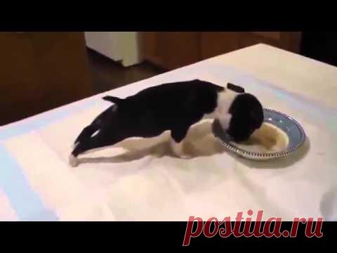 Этот пушистенький комочек заставит вас смеяться от всей души