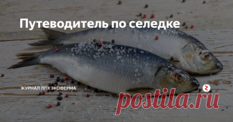 Путеводитель по селедке Селедка — национальная русская рыба, перед привлекательностью которой не устоит ни один гурман. Она одинаково желанна на великосветском банкете и в скромной закусочной. Тающая во рту плоть, пряный посол – блюда из селедки по праву признаны хитом русской кухни. К семейству сельдевых (Clupidae) принадлежит около двухсот подвидов рыб. Для истинных поклонников селедки представляем обзор ее разновиднос