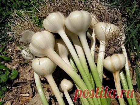 Секрет большого чеснока
