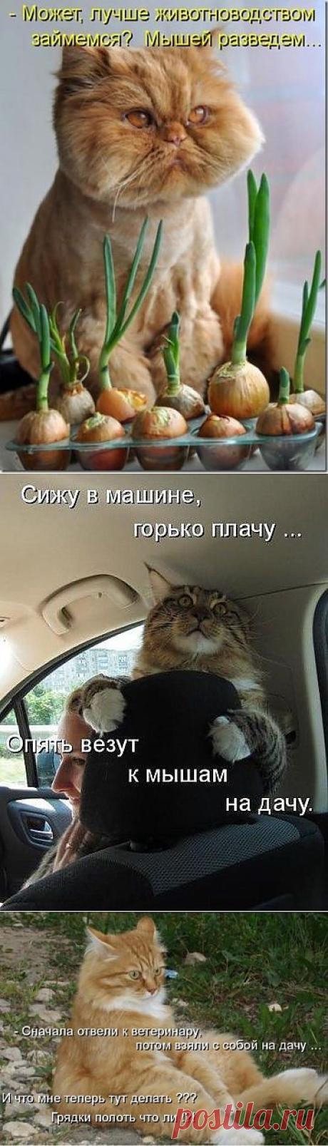 ДАЧНЫЙ КОТОУЛЁТ | Самоцветик