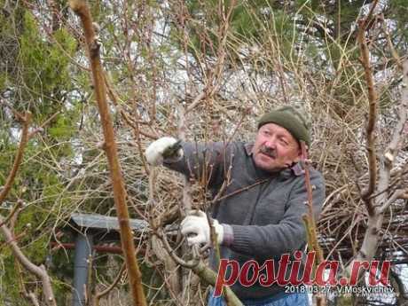 Обрезка персика  -  Советы специалиста садоводам  любителям  по обрезке и уходу за персиком.