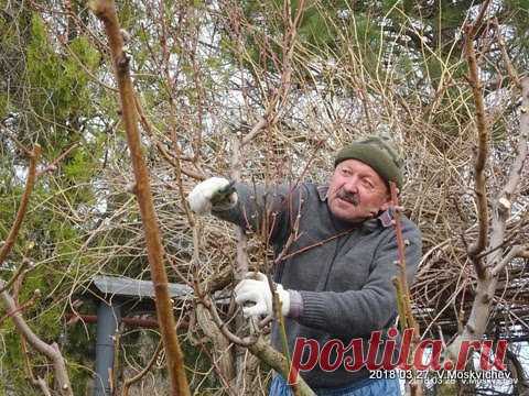 Обрезка персика  -  Советы специалиста садоводам  любителям  по обрезке и уходу за персиком.