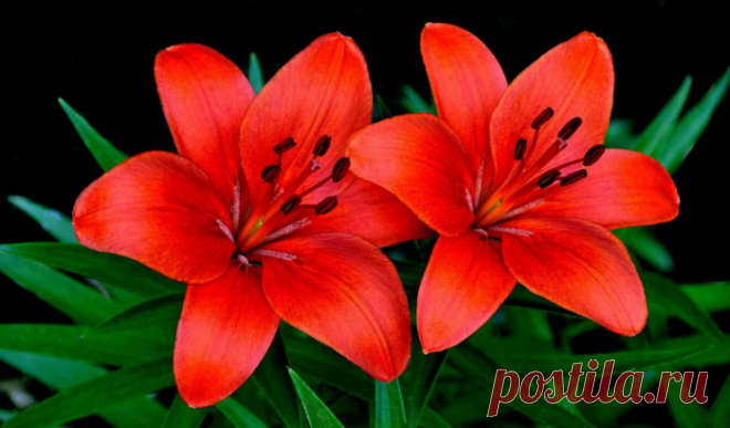 Лилии осенью: правила посадки, пересадки и ухода за изысканными цветами