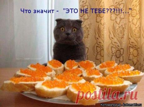 Светлана — «Вот так удар!..» на Яндекс.Фотках