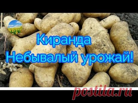 Сбор урожая картофеля 2021. Сорт Киранда