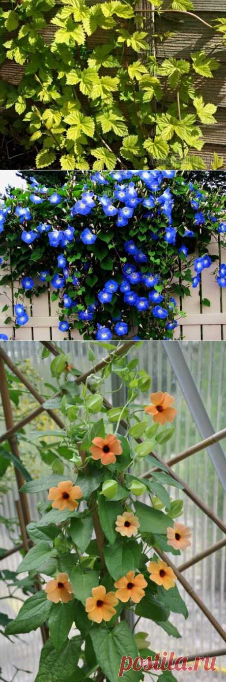 Лёгкие вьющиеся растения для изгородей